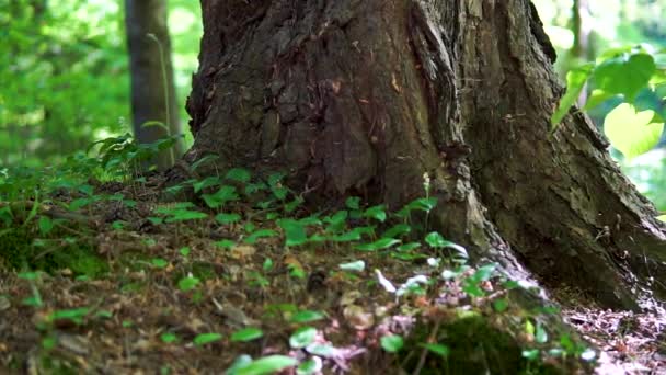 Deslice Cámara Lenta Sobre Hermoso Musgo Bosque Verde Tiempo Mágico — Vídeos de Stock