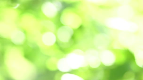 Piękna Niewyraźna Faktura Liści Zielony Kolor Lesie Liść Efekcie Bokhe — Wideo stockowe