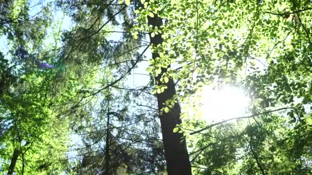 Magiczna Zjeżdżalnia Lesie Duże Drzewa Liście Moc Zieleni Środowisko Naturalne — Wideo stockowe