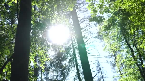 森林上的神奇滑行 大树和树叶 绿色的力量 白天的自然环境 — 图库视频影像