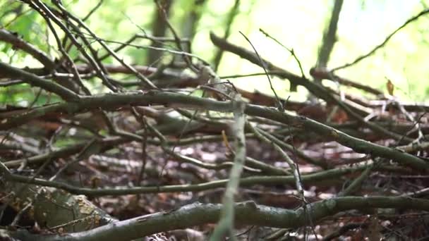 在树枝上滑行 自然环境 — 图库视频影像