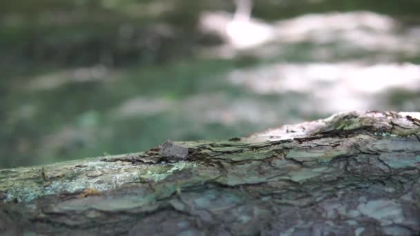 Alberi Abbattuti Nella Foresta Parte Dell Albero Movimento Branca Ambiente — Video Stock