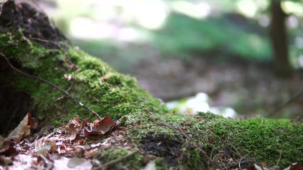 在森林里狼吞虎咽漂亮的幻灯片 自然环境 充满纹理的绿色背景 — 图库视频影像