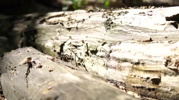 在森林里砍倒的树 是树的一部分分支运动 自然环境 花点时间在自然界中 在森林里阳光灿烂的日子感觉好多了 — 图库视频影像