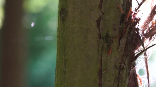 Ein Zerstörtes Stück Baum Schöne Bokhe Und Verschwommen — Stockvideo