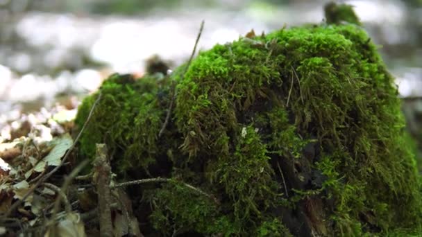 Muschio Parte Nella Foresta Bellissimo Scivolo Ambiente Naturale Sfondo Verde — Video Stock