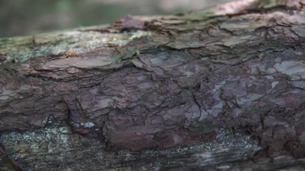 Gefällte Bäume Wald Ein Teil Des Baumes Bewegung Ast Natürliche — Stockvideo