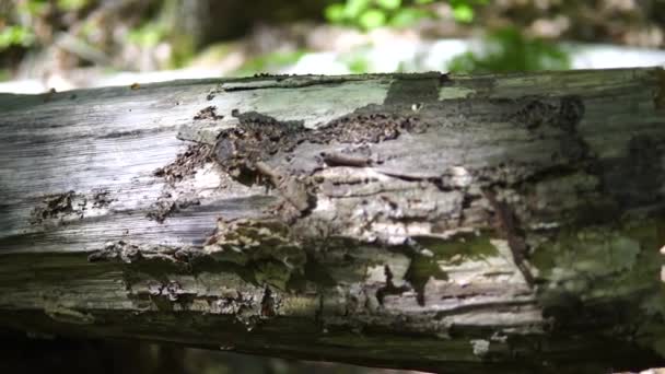 Avverkade Träd Skogen Del Trädet Rörelse Grenen Naturmiljö Stund Naturen — Stockvideo