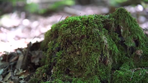 Moss Część Lesie Piękny Slajd Środowisko Naturalne Zielone Tło Pełne — Wideo stockowe