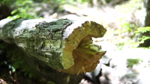 在森林里砍倒的树 是树的一部分分支运动 自然环境 花点时间在自然界中 在森林里阳光灿烂的日子感觉好多了 — 图库视频影像