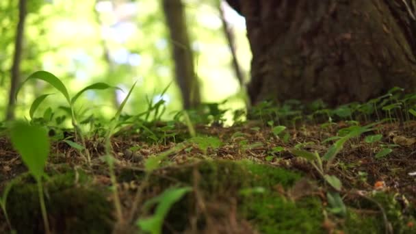 Mossbiten Skogen Snygg Bild Naturmiljö Grön Bakgrund Full Struktur — Stockvideo