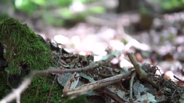 Przesuń Się Gałęziach Środowisko Naturalne Las — Wideo stockowe