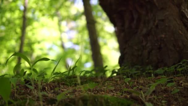 在森林里狼吞虎咽漂亮的幻灯片 自然环境 充满纹理的绿色背景 — 图库视频影像
