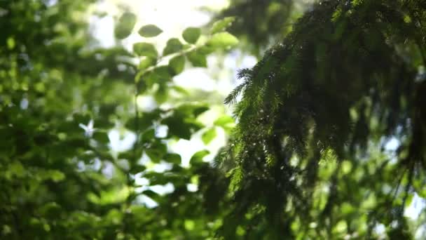 Scivolo Magico Sulla Foresta Grandi Alberi Foglie Potere Del Verde — Video Stock