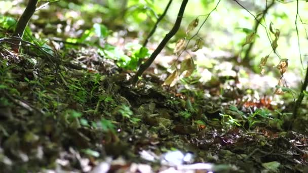 Partie Mousse Dans Forêt Belle Glissière Environnement Naturel Fond Vert — Video