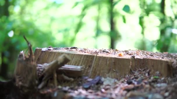 Nära Utsikt Över Bakluckan Naturmiljö Grön Färg Och Suddig Bokhe — Stockvideo