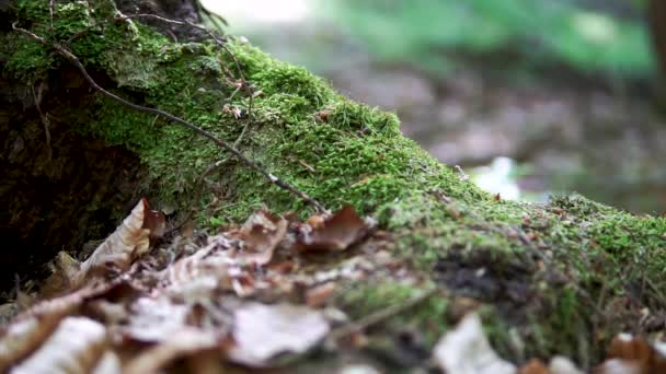 Deslize Câmera Lenta Belo Musgo Floresta Verde Tempo Mágico Ambiente — Vídeo de Stock