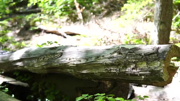 Повільна Гілка Руху Лісі Гострий Погляд Природне Середовище Ліс Сонце — стокове відео