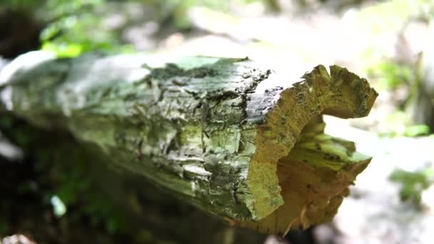 Ramo Rallentatore Nella Foresta Vista Nitida Sull Ambiente Naturale Foresta — Video Stock