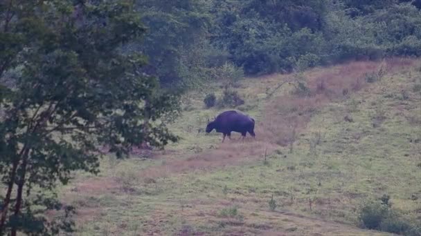 Gaur Vagy Indiai Bison Egy Hatalmas Állat Mint Legnagyobb Meglévő — Stock videók
