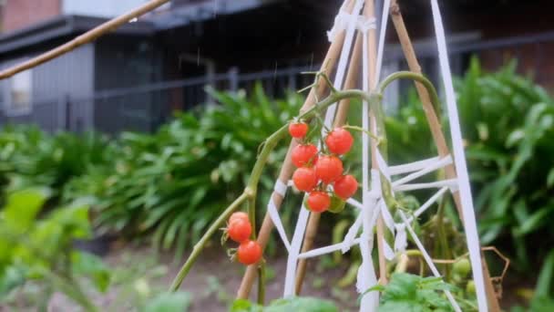 Lento Tiro Movimento Chuva Caindo Sobre Uma Videira Tomate Cereja — Vídeo de Stock