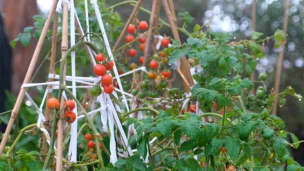 Tiro Estático Uma Mão Que Alcança Colhe Tomates Cereja Frescos — Vídeo de Stock