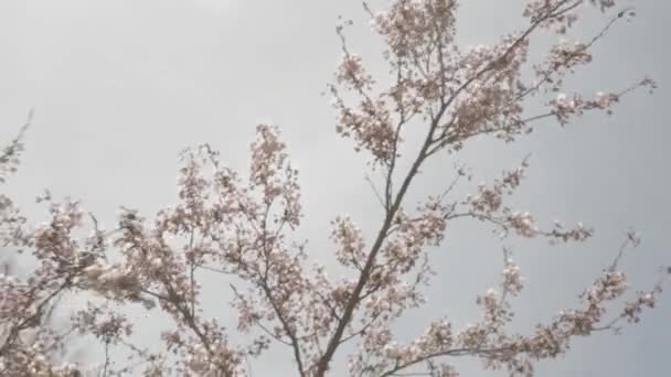 Los Cerezos Florecen Contra Cielo Azul — Vídeo de stock