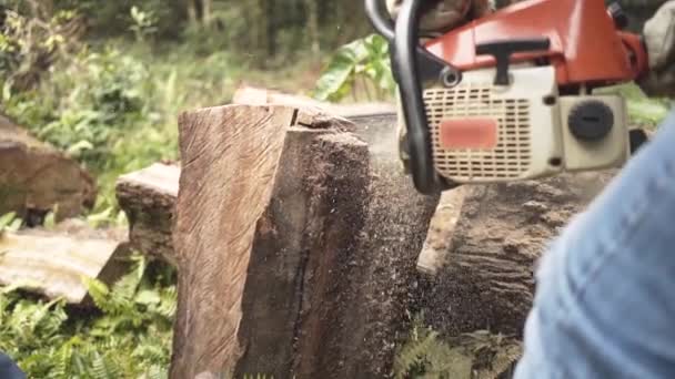 Woodcutter Saws Tree Chainsaw Brazilian Amazon Forest — Stock Video