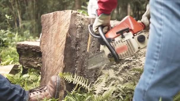 在森林里用链锯锯木锯树 — 图库视频影像