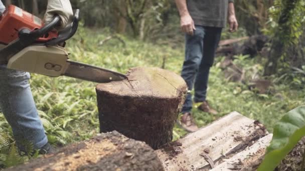 Woodcutter Saws Tree Chainsaw Forest — Stock Video
