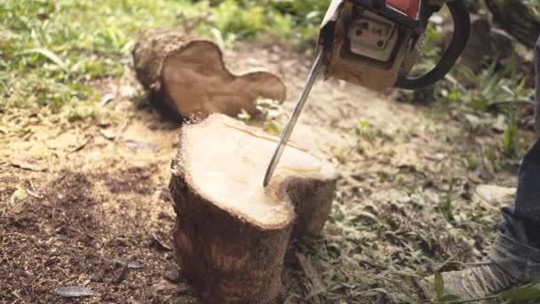 Woodcutter Chainsaw Carving Tree — Stock Video