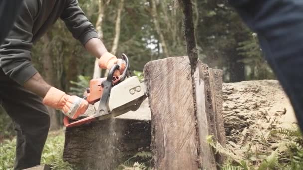 Woodcutter Saws Tree Chainsaw Amazon Forest — Stock Video