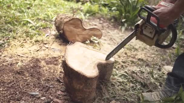 Woodcutter Chainsaw Carving Tree — Stock Video