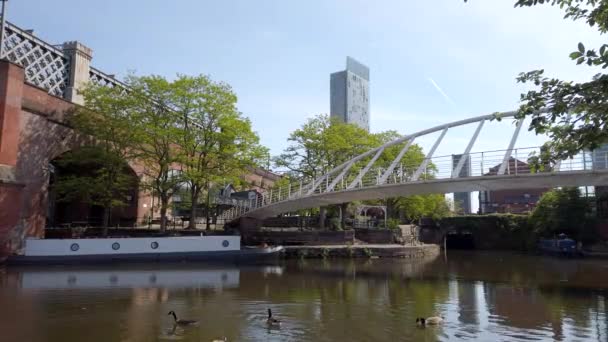 Static Shot Canada Geese Canal Manchester Cityscape Background Sunny Day — Stock Video