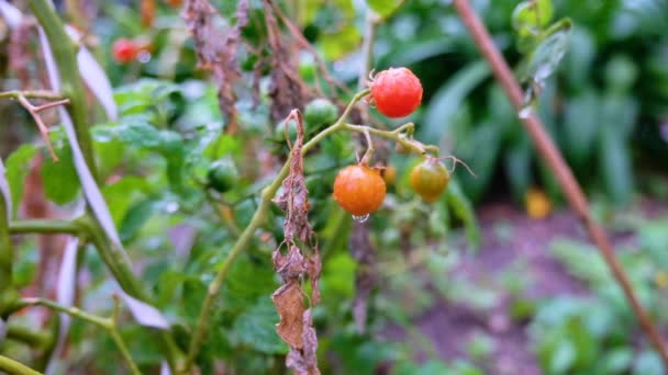 裏庭の野菜の庭のチェリートマトの束に落ちる光の雨のスローモーションショット — ストック動画
