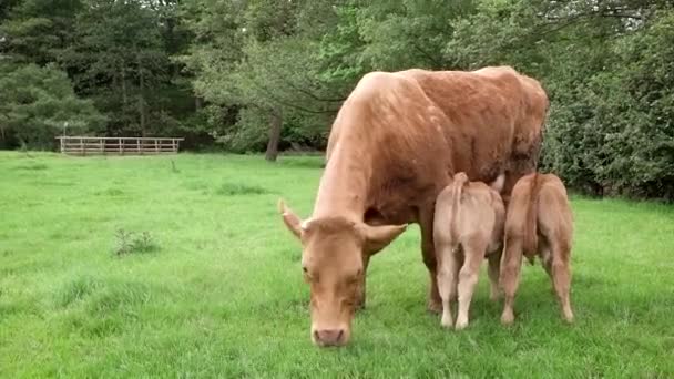 Eine Limousin Kuh Weidet Und Füttert Aufmerksam Ihre Zwillingskälber — Stockvideo