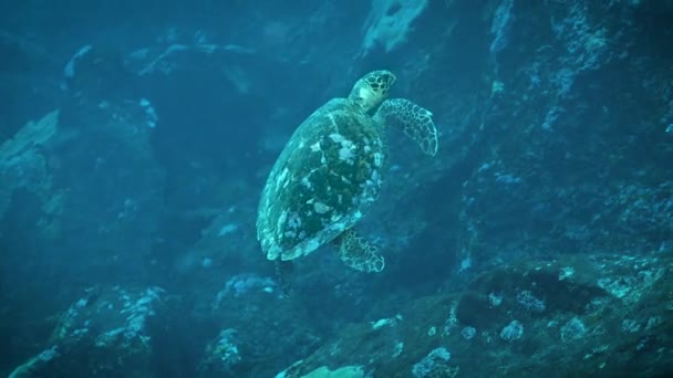 Tauchen Mit Einer Meeresschildkröte — Stockvideo