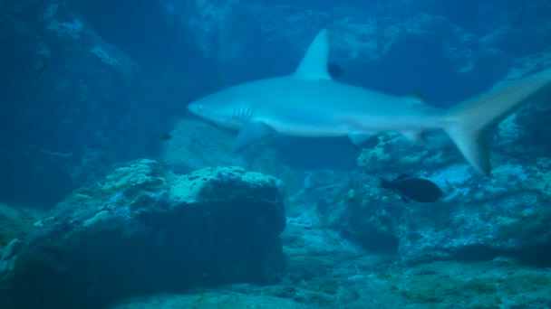 Buceo Con Hermoso Tiburón Joven Galápagos — Vídeo de stock