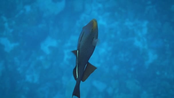 Immersioni Subacquee Con Pesce Tropicale Che Gioca Acqua — Video Stock