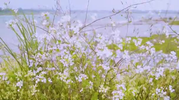 오리건주 밴던에 연안에서 자생하는 야생화들 미풍을 부드럽게 움직이고 있습니다 — 비디오