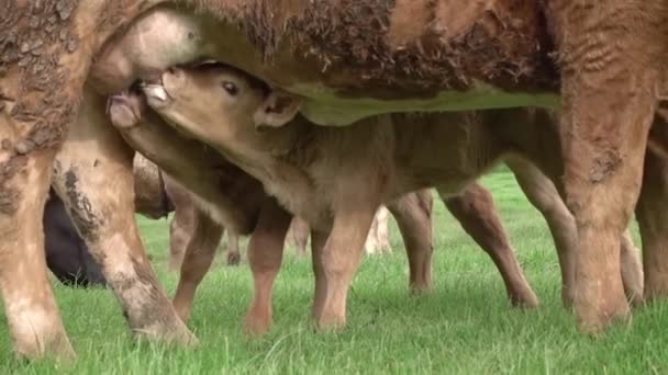 Zwillingskälber Saugen Emsig Milch Aus Den Zitzen Ihrer Mütter — Stockvideo