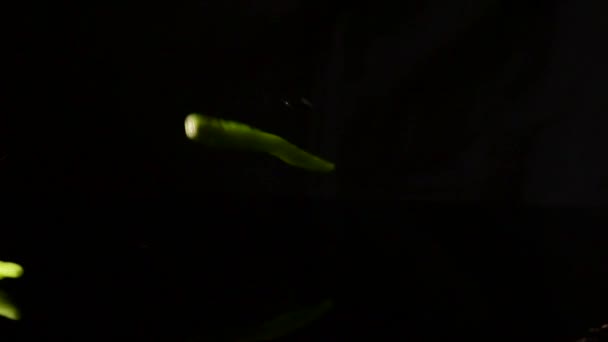 Slow Motion Falling Green Chilli Water Splash Out — Stock Video