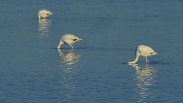 Große Flamingos Auf Nahrungssuche Einer Lagune — Stockvideo