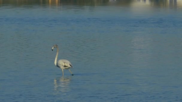 Flamingo Mai Mare Mergând Încet Într Lagună — Videoclip de stoc