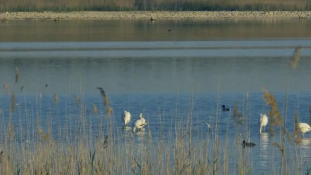 Alguns Flamingos Maiores Procura Alimento Uma Lagoa Acompanhada Por Patos — Vídeo de Stock