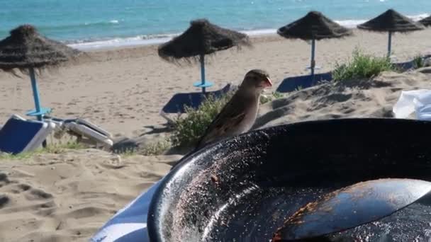 Pássaro Doce Praia Perto Placa Paella Marbella Espanha — Vídeo de Stock