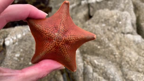 Close Video Hand Holding Red Sea Star Rocky Ocean Tide — Stock Video