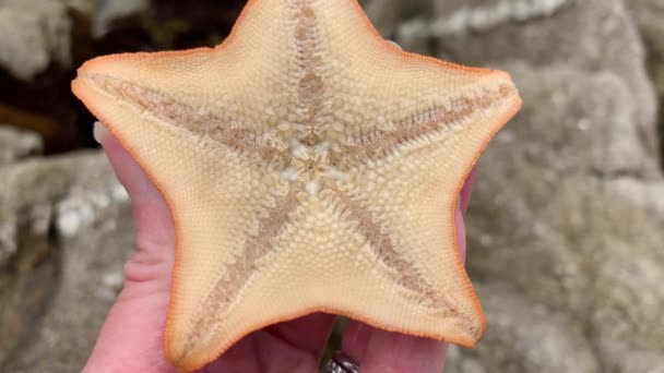 Una Macro Toma Cerca Una Estrella Mar Boca Abajo Con — Vídeos de Stock