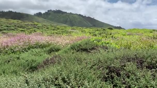 Garrapata State Park Coberto Flores Silvestres Coloridas Durante Mês Maio — Vídeo de Stock