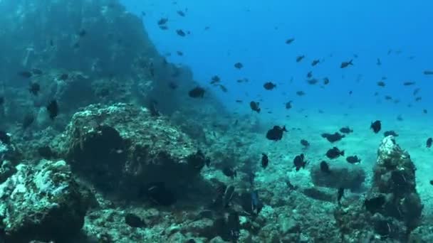 Sağlıklı Bir Okul Tropikal Balık Deniz Canlılarıyla Dalış — Stok video